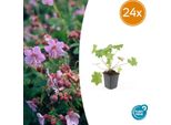Geranium Macrorrhizum 'Ingwersen's Var - 24 Piante - ↕10-25Cm - Ø9Cm - Tappeto Erboso Aromatico - Fiori Rosa Tenue - Giardino In Ombra - Facile Da Curare - Difficile Da Coltivare