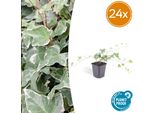 Hedera Helix 'Glacier' - Edera Colorata - 24 Piante - ↕10-25Cm - Ø9Cm - Rampicante E Coprisuolo Sempreverde - Facile Da Curare E Resistente - Per Siepi, Aree Verdi E Giardini