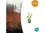 Cornus Sanguinea 'Midwinter Fire' - 24 Piante - ↕10-25Cm - Ø9Cm - Arbusto Con Rami Invernali Rosso-Arancio Brillante - Resistente E Facile Da Curare