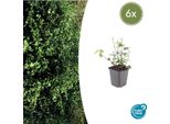 Euonymus Fortunei 'Coloratus' - ↕10-25Cm - Ø9Cm - 6 Piante - Arbusto Ornamentale Resistente Per Aiuole, Coperture Del Terreno E Siepi - Fogliame Lucido E Bacche Viola
