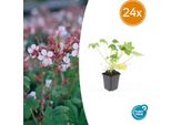Geranium Macrorrhizum 'Spessart' - Coprisuolo - 24 Piante - Ø9Cm - ↕10-25Cm - Fioritura Bianca E Resistente - Per Sole E Ombra - Facile Da Curare E Di Lunga Durata