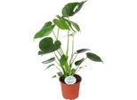 Monstera Deliciosa - Pianta D'appartamento - Ø14Cm - Altezza Circa 45Cm - Pianta Da Formaggio Svizzero Con Foglie Grandi - Pianta Della Giungla Che Purifica L'aria, Di Facile Manutenzione