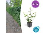 Hedera Hibernica - Edera Irlandese - 48 Piante - ↕10-25Cm - Ø9Cm - Rampicante E Coprisuolo Sempreverde - Per Siepi, Schermi Di Protezione E Inverdimento Di Aree - Resistente E Facile Da Curare