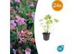 Geranium Macrorrhizum - Coprisuolo - 24 Piante - Ø9Cm - ↕10-25Cm - Profumato E Resistente - Crescita Rapida - Per Ombra E Sole