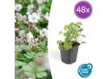 Geranium Cantabrigiense 'Biokovo' - 48 Piante - ↕10-25Cm - Ø9Cm - Tappeto Erboso A Fiore Bianco-Rosa - Resistente E Facile Da Curare