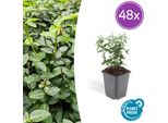 Euonymus Fortunei Radicans - Tappeto Erboso - 48 Piante - Ø9Cm - ↕10-25Cm - Sempreverde E Resistente - Per L'ombra E L'inverdimento Di Superfici