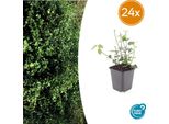 Euonymus Fortunei 'Coloratus' - Arbusto Ornamentale Resistente - 24 Piante - Copertura Del Terreno - Ø9Cm - ↕10-25Cm - Bacche Rosa-Violacee - Facile Da Curare - Versatile