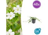 Vinca Minor 'Alba' - 48 Piante - ↕10-25Cm - Ø9Cm - Tappeto Erboso Con Fiori Bianchi - Facile Da Curare E A Crescita Rapida - Per Sole E Ombra