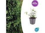Euonymus Fortunei 'Coloratus' - Tappeto Erboso Sempreverde - 48 Piante - Fogliame Verde Intenso E Colori Autunnali - Ø9Cm - ↕10-25Cm - Resistente E Facile Da Curare