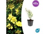 Hypericum 'Hidcote' - 48 Piante - ↕10-25Cm - Ø9Cm - Erba Di San Giovanni - Sempreverde, Resistente E Amica Delle Api