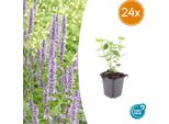 Agastache 'Blue Fortune' - Fiori Blu Lavanda - 24 Piante - Adatta Alle Api - Facile Da Curare - Perenne Profumata - Ø9Cm - ↕10-25Cm