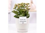 Kalanchoe Rosa In Vaso Di Ceramica Bianca Lucida - Ø12Cm ↕27Cm - Pianta Da Appartamento Fiorita Con Fiori Rosa - Facile Da Curare E Di Lunga Durata - Elegante Pianta Decorativa E Idea Regalo