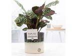 Ctenanthe Burle Marxii In Vaso Di Ceramica - Ø12Cm ↕25Cm - Pianta Da Preghiera Decorativa Con Foglie A Motivi - Facile Da Curare E Purificante Dell'aria - Pianta D'appartamento Elegante Per Interni Moderni