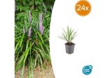 Liriope Muscari 'Ingwersen' - Coprisuolo - 24 Piante - Ø9Cm - ↕10-25Cm - Sempreverde E Resistente - Fiore Viola - Per Sole E Ombra - Facile Da Curare