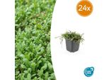 Leptinella Squalida - Tappeto Erboso - 24 Piante - Ø9Cm - ↕10-25Cm - Sempreverde E Resistente - Per L'ombra E L'umidità - Facile Da Curare E Robusto