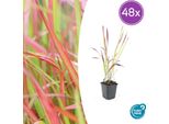 Imperata Cylindrica 'Red Baron' - 48 Piante - ↕10-25Cm - Ø9Cm - Erba Sanguigna Giapponese - Erba Ornamentale Con Punte Di Foglie Rosse - Resistente E Facile Da Curare - Per Aiuole E Contenitori