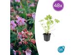 Geranium Macrorrhizum - Tappeto Erboso - 48 Piante - Ø9Cm - ↕10-25Cm - Fogliame Profumato E Fiori Luminosi - Facile Da Curare E Resistente - Per Ombra E Sole