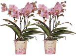 Orchidee Phalaenopsis Treviso - 2 Piante - Fiori Rosa Scuro - Ø9Cm - Piante Da Appartamento Fiorite - Fresche Di Coltivazione - Elegante Decorazione E Idea Regalo