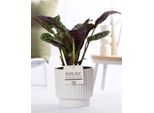 Ctenanthe Burle Marxii In Vaso Di Ceramica Bianco Lucido - Ø12Cm ↕25Cm - Pianta Da Preghiera Decorativa Con Foglie A Motivi - Facile Da Curare E Purificante Dell'aria - Elegante Pianta Da Appartamento Per Casa E Ufficio