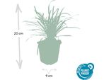 Liriope Muscari 'Big Blue' - 48 Piante - Tappeto Erboso Sempreverde - 9Cm - ↕10-25Cm - Con Fiori Blu-Viola - Facile Da Curare E Resistente - Per L'ombra Parziale E Per Le Aiuole