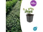 Euonymus Fortunei 'Dart's Blanket' - Tappeto Erboso Sempreverde - 48 Piante - Ø9Cm - ↕10-25Cm - Fogliame Colorato E Resistente - Per Ombra E Aiuole