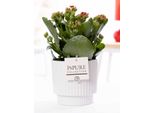 Kalanchoe Rossa In Vaso Di Ceramica Bianco Lucido - Ø12Cm ↕27Cm - Pianta Da Appartamento Fiorita Con Fiori Rossi - Facile Da Curare E Di Lunga Durata - Decorazione Elegante E Idea Regalo