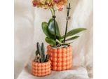 Set Di Piante Arancioni Poppy - Orchidea Phalaenopsis Jamaica Arancione E Succulente Stapelia - Include Vasi Decorativi In Ceramica - 2 Set Di Piante Da Appartamento - Colore E Stile Per La Casa
