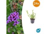 Verbena Bonariensis - 24 Piante - ↕10-25Cm - Ø9Cm - Verbena Patagonica - Perenne Ariosa, Amica Delle Api E Resistente