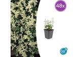 Euonymus Fortunei 'Harlequin' - Tappezzante Variegato - 48 Piante - Sempreverde E Resistente - Ø9Cm - ↕10-25Cm - Per Aiuole, Vasi E Zone D'ombra