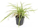 Carex Morrowii 'Aureovariegata' - Carice Giapponese - 48 Piante - Erba Ornamentale Variegata Giallo-Verde - Ø9Cm - ↕10-25Cm - Tollerante All'ombra - Resistente - Facile Da Curare