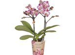 Orchidea Phalaenopsis Rosa-Viola – "Bora Bora"" – Ø9 Cm – Fiori Esotici – Pianta Da Appartamento Fiorita Con 2-3 Germogli – Orchidea Decorativa E Idea Regalo"