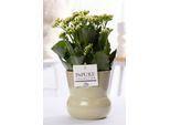 Kalanchoe Bianca In Vaso Di Ceramica Verde - Ø12Cm ↕27Cm - Pianta Da Appartamento Fiorita Con Fiori Bianchi - Facile Da Curare E Resistente - Elegante Decorazione Per Casa E Ufficio