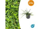 Euonymus Fortunei 'Minimus' - Copertura Del Terreno Sempreverde - 24 Piante - Ø9Cm - ↕10-25Cm - Resistente E Facile Da Curare