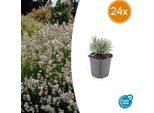 Lavanda Lavandula Intermedia 'Edelweiss' - 24 Piante - ↕10-25Cm - Ø9Cm - Lavanda A Fiore Bianco - Resistente, Profumata E Amica Delle Api - Per Aiuole, Contenitori E Bouquet Secchi