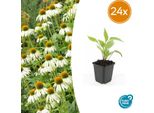 Echinacea Purpurea 'White Swan' - 24 Piante - ↕10-25Cm - Ø9Cm - Perenne Di Conifera Bianca - Facile Da Curare E Amica Delle Api
