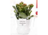 Kalanchoe Rossa In Vaso Di Ceramica Bianco - Ø12Cm ↕27Cm - Pianta Da Appartamento Fiorita Con Fiori Rossi - Facile Da Curare E Resistente - Decorazione Elegante Per Casa E Ufficio