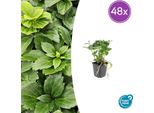 Pachysandra Terminalis - 48 Piante - ↕10-25Cm - Ø9Cm - Sempreverde - Copertura Del Terreno - Ombra - Cura Facile - Ysander Giapponese