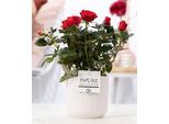 Rosa Rossa In Vaso Di Ceramica Bianca - Ø12Cm ↕30Cm - Rosa Rossa Con Fiori Eleganti - Elegante Pianta Da Appartamento In Vaso Bianco - Regalo Romantico E Decorazione Elegante