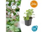 Geranium Cantabrigiense 'Biokovo' - 24 Piante - ↕10-25Cm - Ø9Cm - Tappezzante Con Fiori Bianco-Rosa - Resistente E Facile Da Curare - Per Aiuole E Bordure