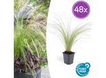 Stipa Tenuissima 'Ponytails' - 48 Piante - ↕10-25Cm - Ø9Cm - Erba Ornamentale - A Pelo Fine E Arioso - Sole - Facile Da Curare - Per Giardino E Aiuole