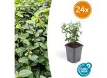 Euonymus Fortunei Radicans - Copertura Del Terreno - 24 Piante - Ø9Cm - ↕10-25Cm - Sempreverde E Resistente - Per L'inverdimento Dell'ombra E Delle Facciate