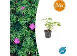 Geranium 'Tiny Monster' - 24 Piante - ↕10-25Cm - Ø9Cm - Perenne Compatta Con Fiori Blu-Viola - Facile Da Curare E Resistente
