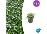 Isotoma Fluviatilis 'Alba' - Tappeto Erboso - 48 Piante - Ø9Cm - ↕10-25Cm - Fioritura Bianca E Resistente - Per Sole E Ombra Parziale - Facile Da Curare E Robusto