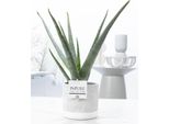 Aloe Vera In Vaso - Ø12Cm ↕45Cm - Pianta D'appartamento Facile Da Curare E Che Purifica L'aria, In Un Elegante Vaso Di Ceramica Color Giada - Un Elemento Decorativo Naturale Per Il Soggiorno, Il Bagno O L'ufficio