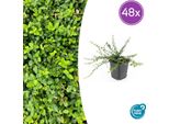 Euonymus Fortunei 'Minimus' - Tappeto Erboso - 48 Piante - Ø9Cm - ↕10-25Cm - Sempreverde E Resistente - Per Ombra E Ombra Parziale
