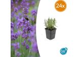 Lavandula Angustifolia 'Munstead' - 24 Piante - ↕10-25 Cm - Ø9 Cm - Fiori Di Colore Viola Intenso - Stile Mediterraneo - Lavanda Rustica Di Facile Manutenzione