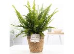 Nephrolepis Green Lady Sword Fern In Un Cesto- Ø12Cm ↕35Cm - Lussureggiante Felce Da Interno In Un Cesto Naturale - Pianta D'appartamento Che Purifica L'aria - Facile Da Curare E Decorativa - Per Soggiorno, Bagno E Ufficio