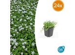 Isotoma Fluviatilis 'Alba' - Tappezzante - 24 Piante - Ø9Cm - ↕10-25Cm - Fiore Bianco - Sempreverde E Resistente - Per Sole E Ombra Parziale - Facile Da Curare