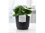 Peperomia Raindrop In Vaso Di Ceramica - Nero Opaco - Ø12Cm ↕25Cm - Pianta D'appartamento Con Foglie A Forma Di Goccia - Facile Da Curare E Moderna - Pianta Verde Decorativa Per Casa E Ufficio