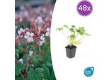 Geranium Macrorrhizum 'Spessart' - Tappezzante - 48 Piante - Ø9Cm - ↕10-25Cm - Bianco-Fiore E Resistente - Per Sole E Ombra - Facile Da Curare E Robusto